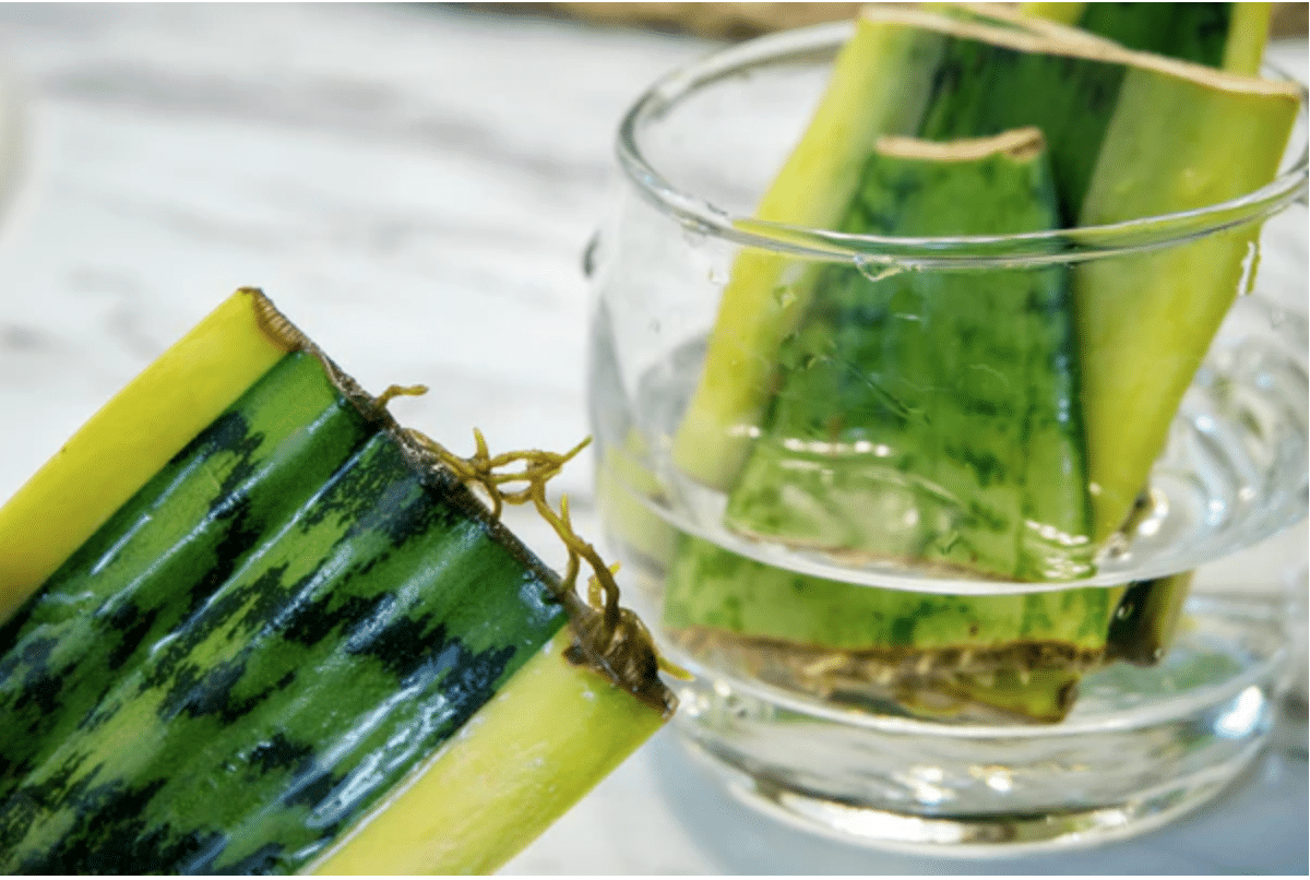 Whale fin snake plant in water for propagating